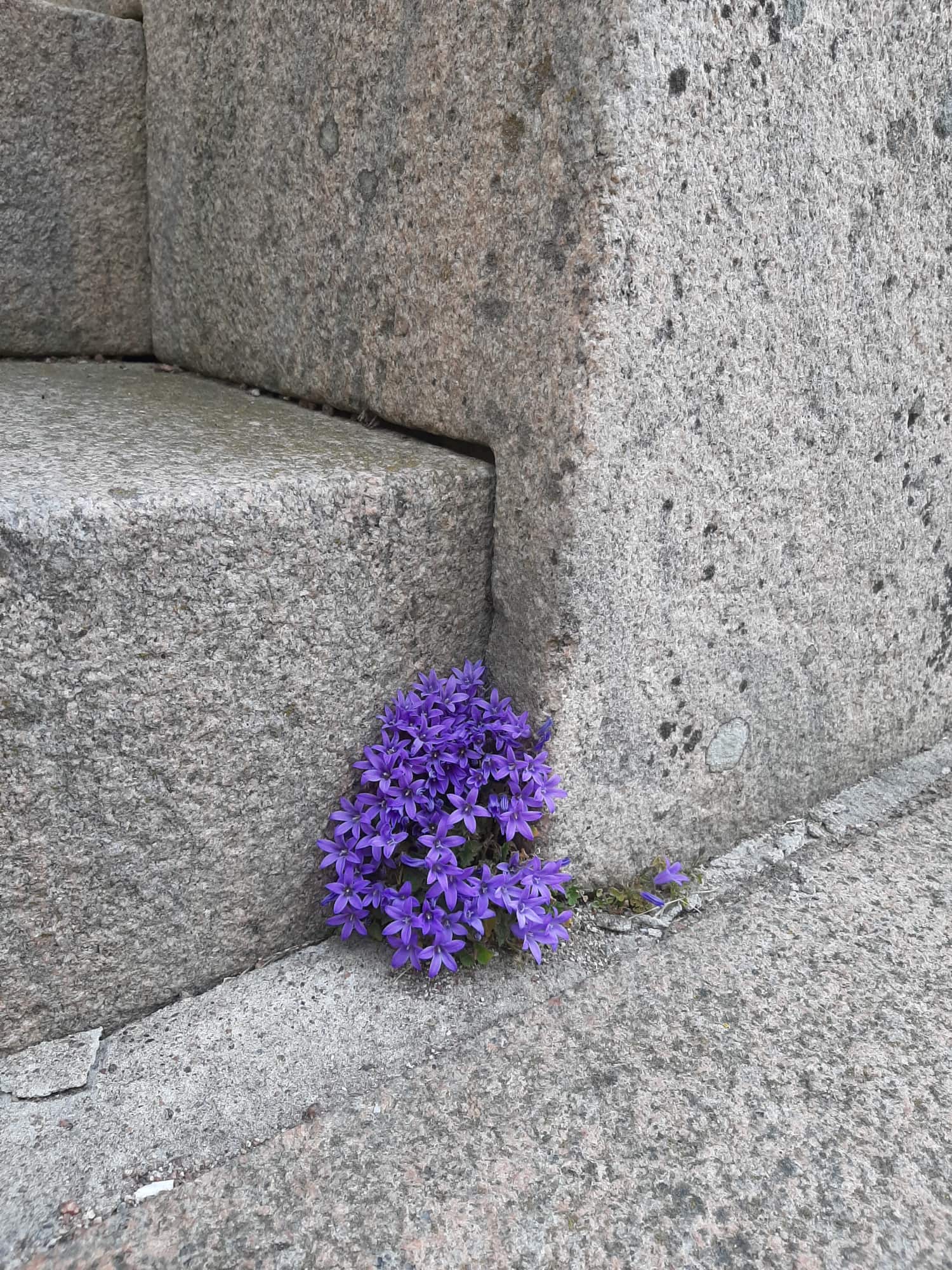 En stentrappa med blå blommor i ett hörn