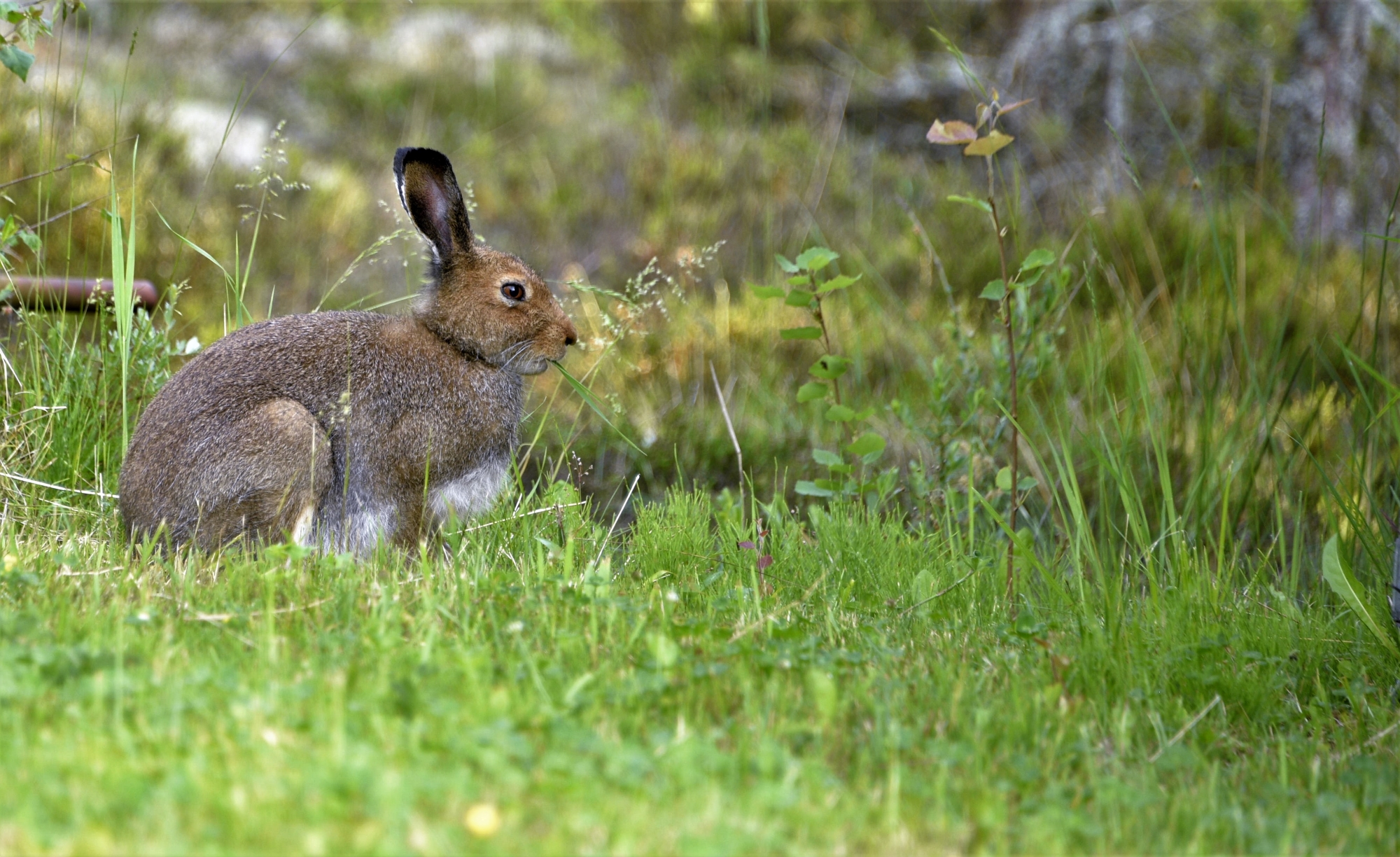Hare
