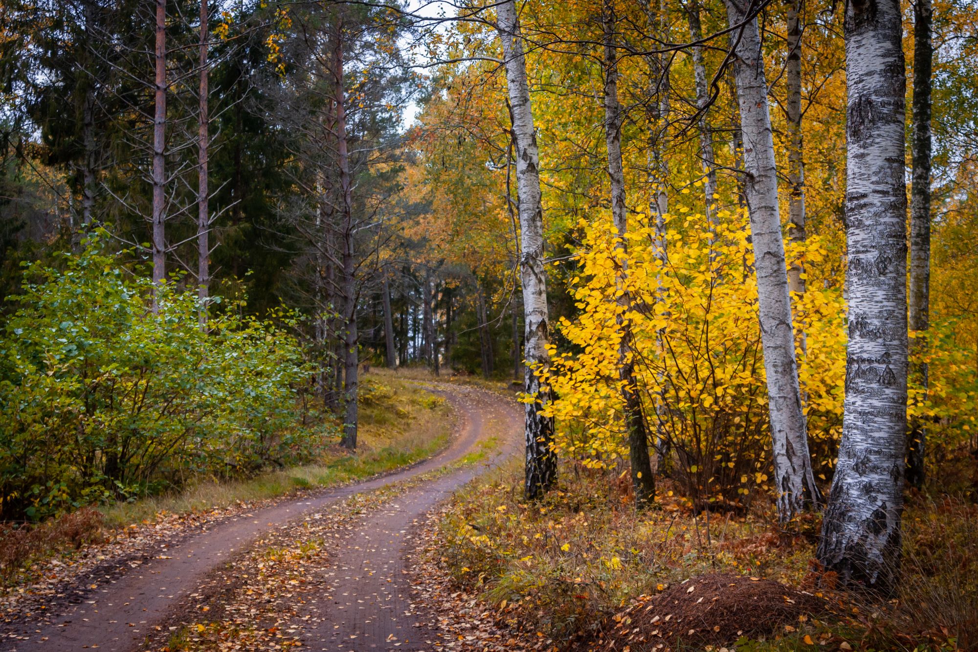 En S-formad grusväg som går genom en skog med gulfärgade björkar och barrträd i mörkgrönt