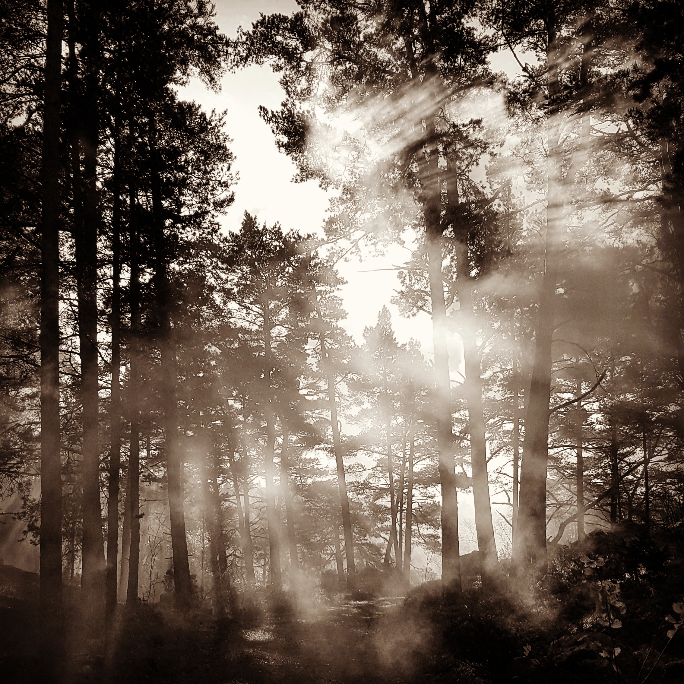 Ett sepia färgat skogslandskap där solstrålarna lyser in mellan trädens grenar
