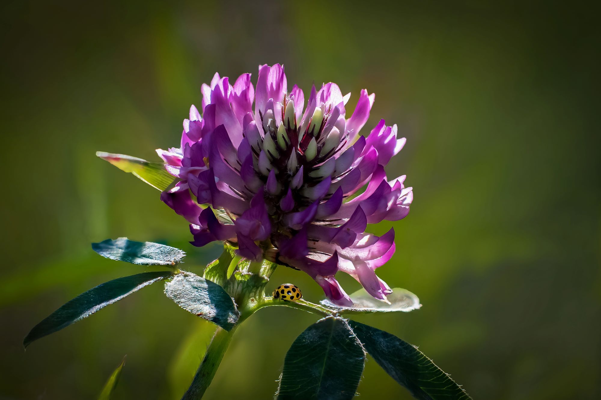 En klöverblomma med en nyckelpiga på