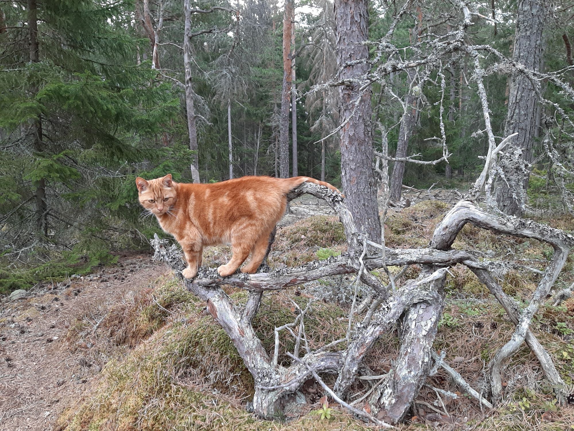 En katt i skogen