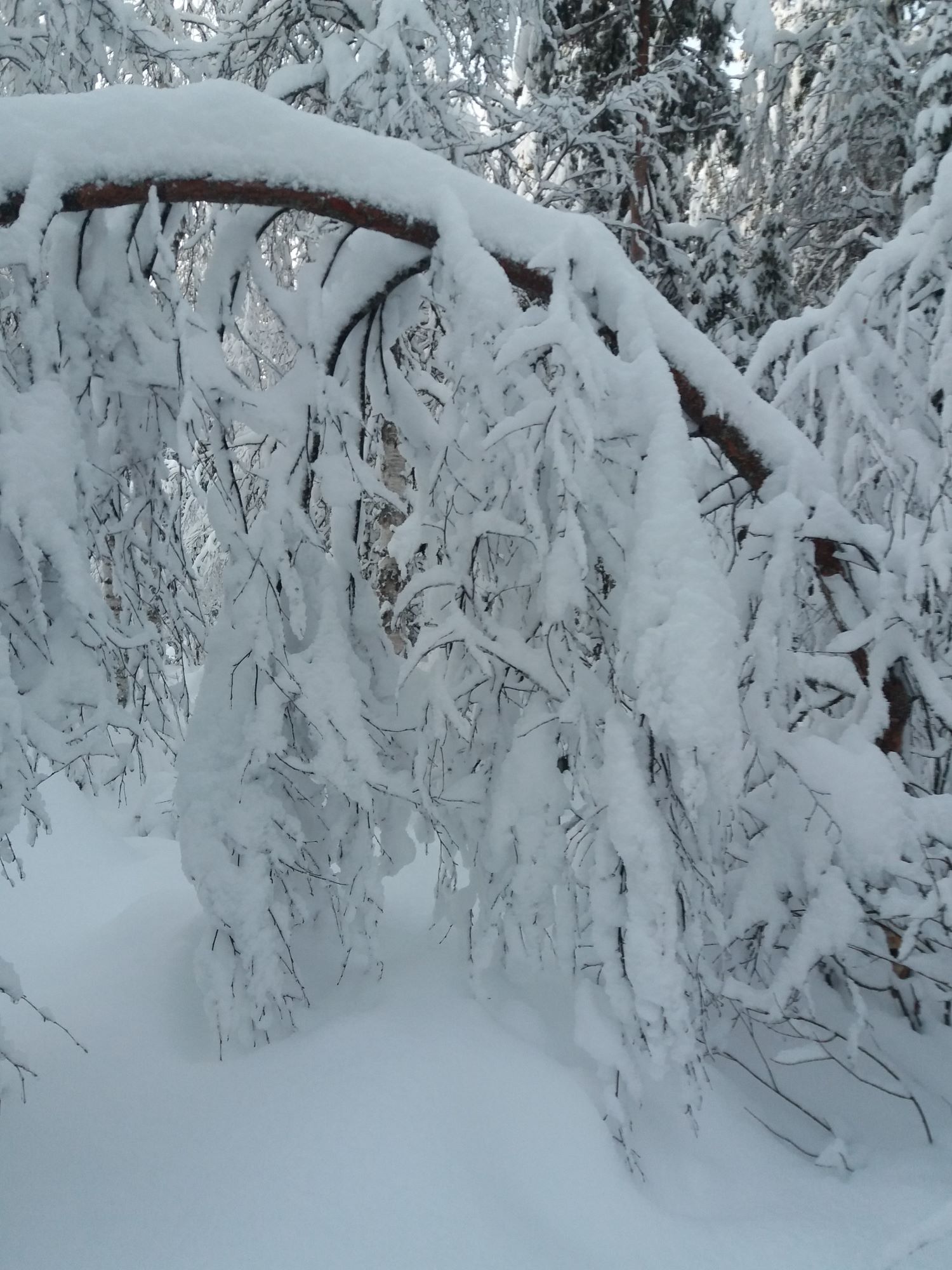 Snötyngd gren