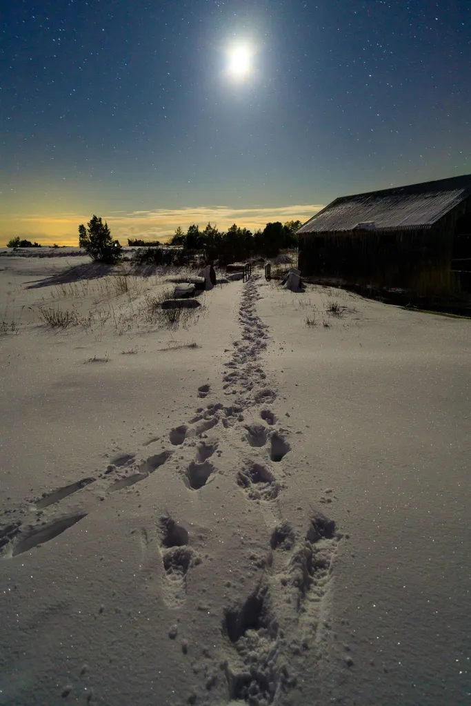 Spår i snö