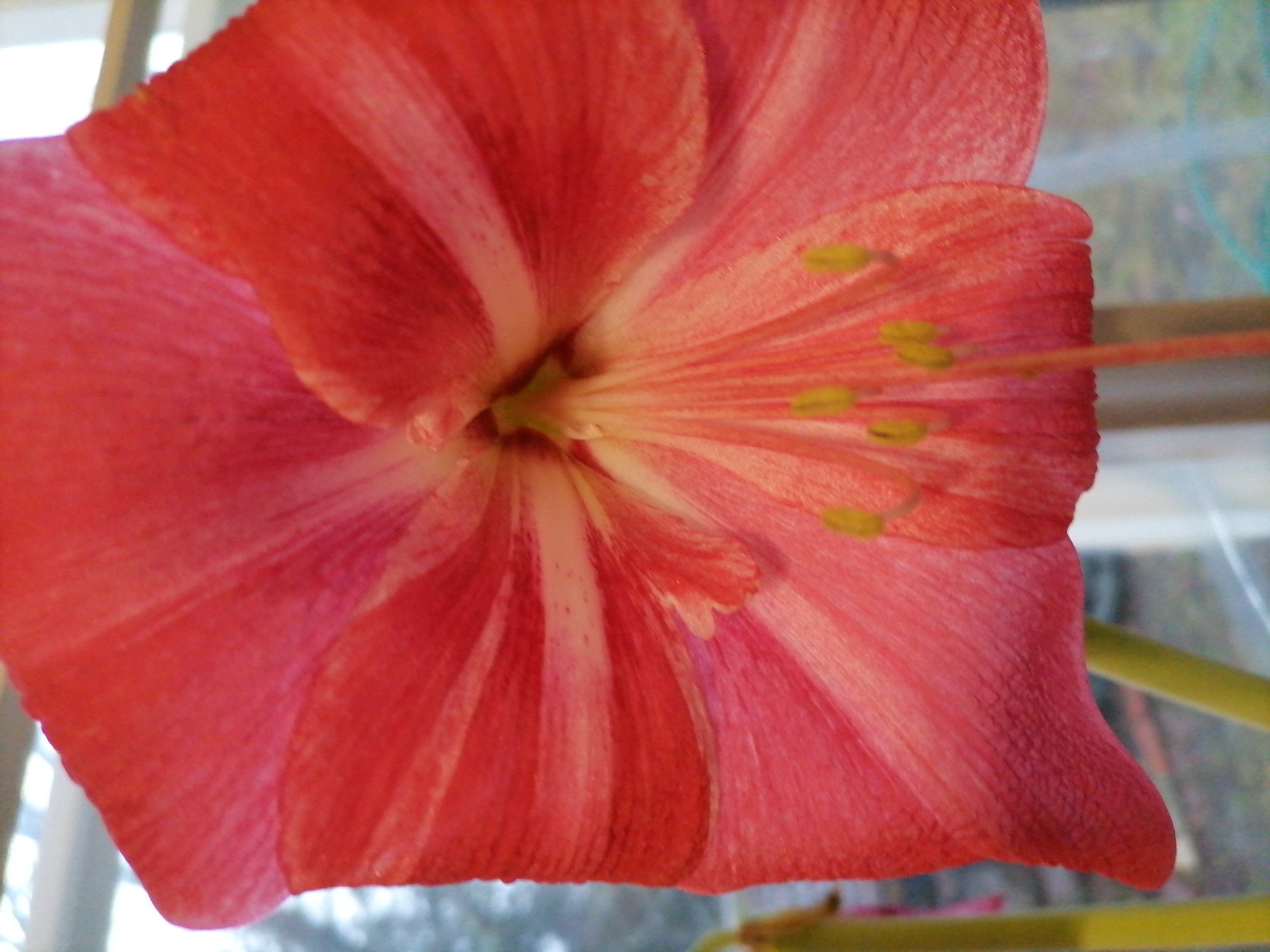 Amaryllisblomma