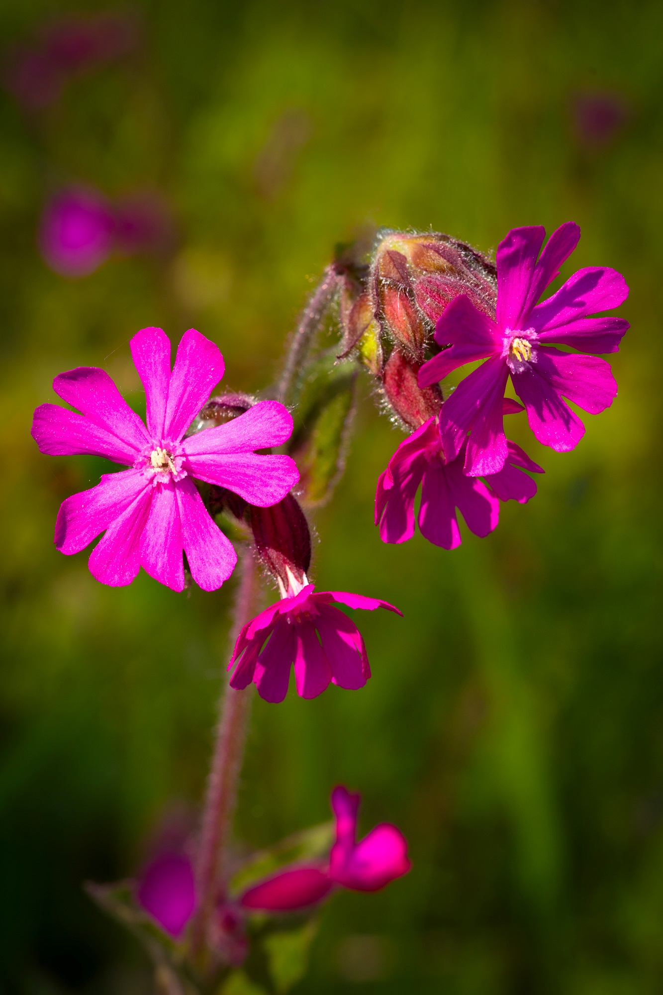 Rödblära blomma