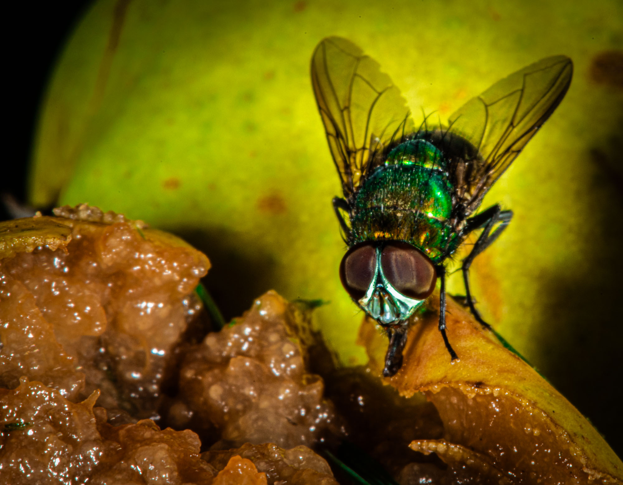 Fluga