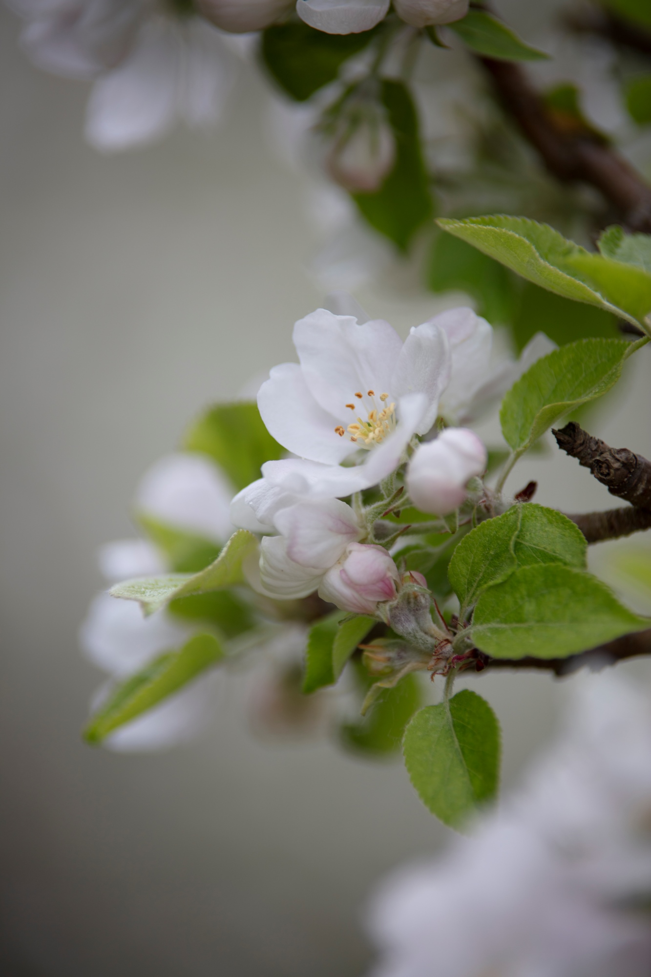 Blommande fruktträd