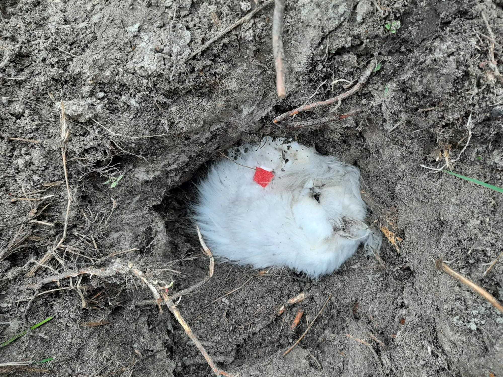 Död vit katt i jordhåla