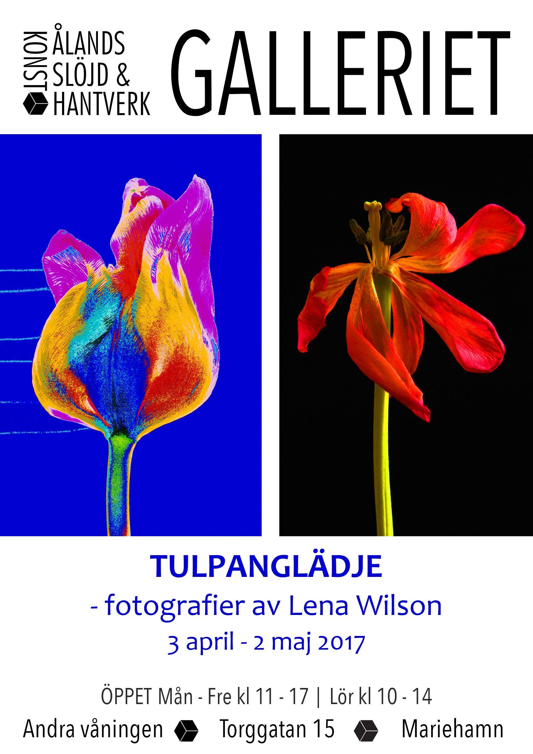 Lena Wilson - Tulpanglädje