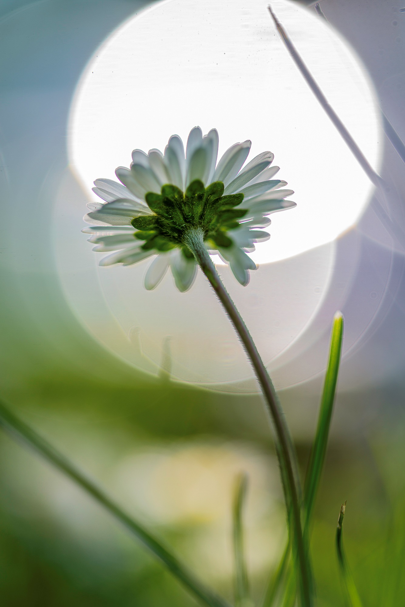 Blomma