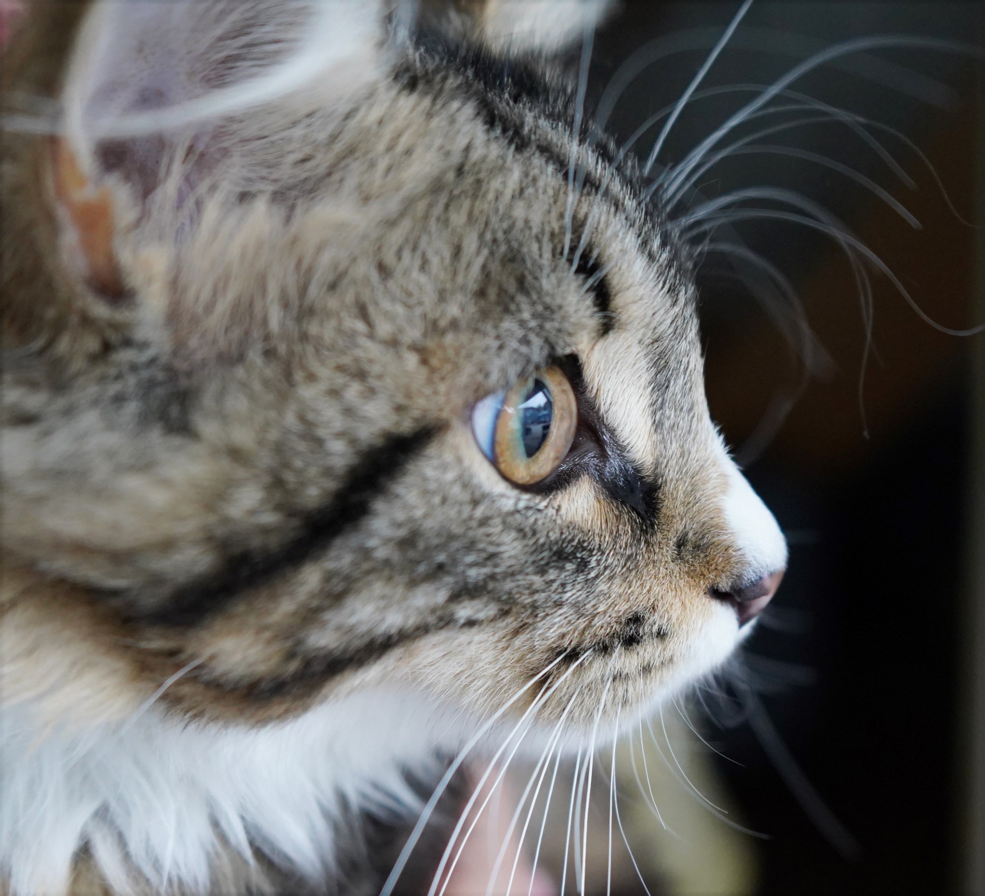 Katt i profil