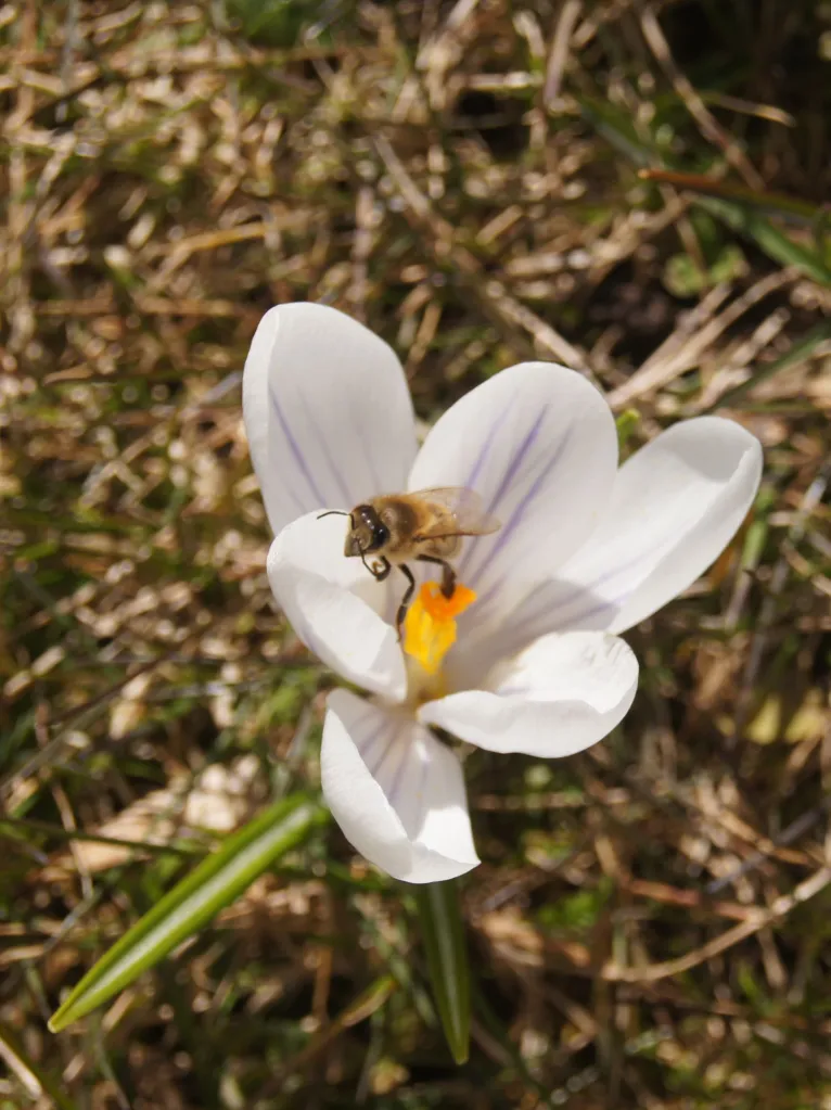 Crokusblomma