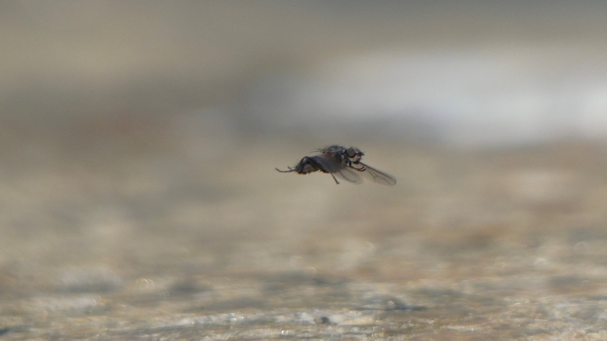 Flygande fluga